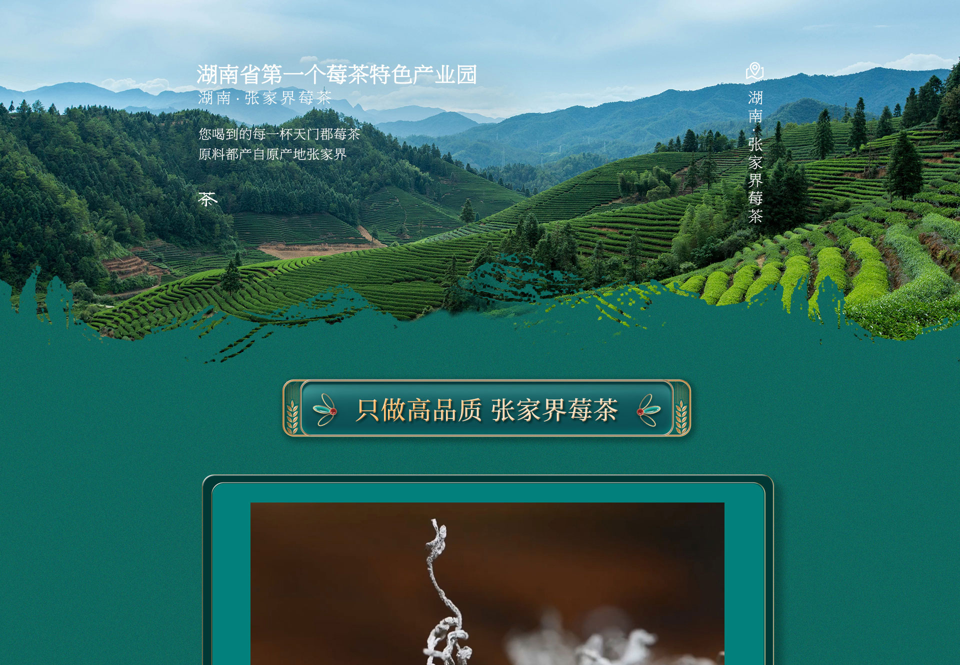 莓茶科普
